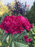Atrosanguinea peony photo