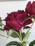 Atrosanguinea peony photo