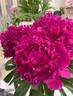 Augustin d'Hour peony photo
