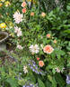 Orange Elf rose photo