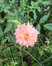Orange Elf rose photo