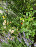 Orange Elf rose photo