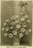 American Beauty rose photo