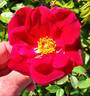 Miracle on the Hudson rose photo