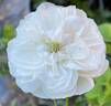 Armide rose photo