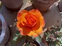 El Paso™ Love Forever® rose photo