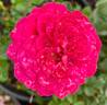 Sunblaze Dragon Fruit rose photo
