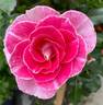Regensberg rose photo