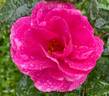 Shining Moment rose photo
