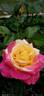 Love rose photo