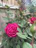 Sweet Spirit rose photo