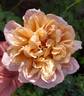 Café rose photo