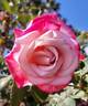 Patsy Cline ™ rose photo
