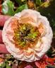 Precious Dream rose photo