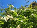 R. banksiae normalis rose photo