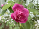 Alice Hamilton rose photo