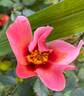 Ringo All-Star ™ rose photo