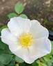 Sharon's Delight™ rose photo
