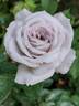 Winter Magic ™ rose photo