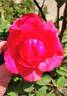 Tahitian Treasure rose photo