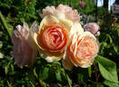 A Shropshire Lad rose photo