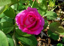 All My Loving rose photo