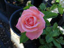 Alte Liebe rose photo