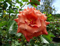 Ann Henderson rose photo