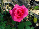 April Moon ™ rose photo