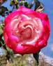 Patsy Cline ™ rose photo