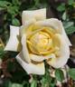 Star Dust ™ rose photo