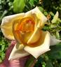 Golden Oldie rose photo