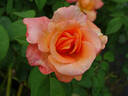 ARC Angel rose photo