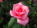 Aromatherapy ™ rose photo