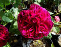 Astrid Gräfin von Hardenberg rose photo