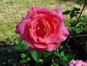 Audrey Wilcox rose photo