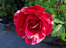 Avant-Garde rose photo