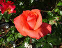 Ave Maria ® rose photo
