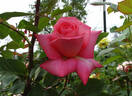 Awareness rose photo