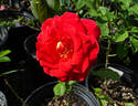 Ay Caramba! rose photo
