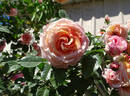 Barock ® rose photo