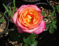 Beauty from Within rose photo