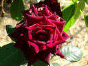 Black Baccara ™ rose photo