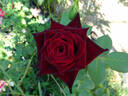 Black Baccara ™ rose photo