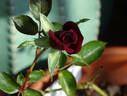 Black Jade ™ rose photo