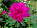 Blackberry Nip rose photo