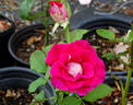 Blue Bell rose photo