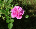 Blue Boy rose photo
