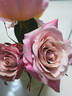 Pinkerbelle™ rose photo