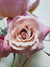 Pinkerbelle™ rose photo